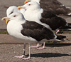 gbbg09704.jpg (81034 bytes)