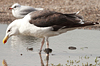 gbbg09704.jpg (81034 bytes)