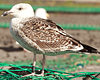 7095jp36.jpg (66909 bytes)