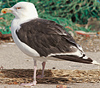 7095jp36.jpg (66909 bytes)