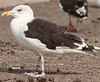 7095jp36.jpg (66909 bytes)