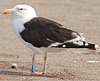 7095jp36.jpg (66909 bytes)