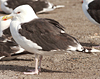 7095jp36.jpg (66909 bytes)