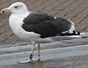 5825stavangergbbg.jpg (55334 bytes)