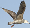 8471j52c.jpg (85052 bytes)
