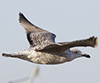 8471j52c.jpg (85052 bytes)