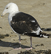8011gbbg9158322.jpg (90352 bytes)