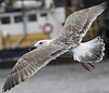 5825stavangergbbg.jpg (55334 bytes)