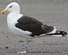 8471j52c.jpg (85052 bytes)