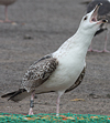 1598.jpg (74227 bytes)