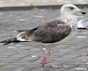 6735.jpg (70960 bytes)
