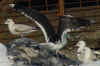gbbg09704.jpg (81034 bytes)