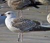 9101.jpg (76303 bytes)