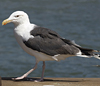 7647.jpg (66420 bytes)