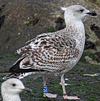 7095jp36.jpg (66909 bytes)