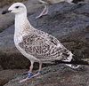 7095jp36.jpg (66909 bytes)