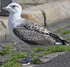 7095jp36.jpg (66909 bytes)