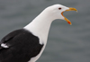 5825stavangergbbg.jpg (55334 bytes)