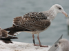 5825stavangergbbg.jpg (55334 bytes)