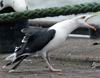 7095jp36.jpg (66909 bytes)