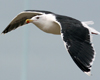 7095jp36.jpg (66909 bytes)