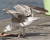 8471j52c.jpg (85052 bytes)