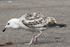 8471j52c.jpg (85052 bytes)
