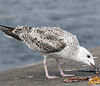 8471j52c.jpg (85052 bytes)