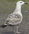 8471j52c.jpg (85052 bytes)