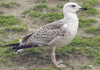 9149.jpg (76564 bytes)