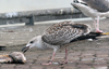 9149.jpg (76564 bytes)