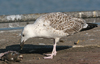 9149.jpg (76564 bytes)