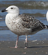 7095jp36.jpg (66909 bytes)