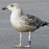 1598.jpg (74227 bytes)