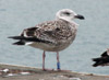 1598.jpg (74227 bytes)