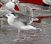 7095jp36.jpg (66909 bytes)