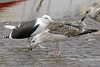 7095jp36.jpg (66909 bytes)