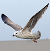 7095jp36.jpg (66909 bytes)