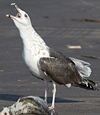 7095jp36.jpg (66909 bytes)