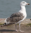 7095jp36.jpg (66909 bytes)