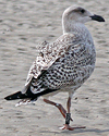 7095jp36.jpg (66909 bytes)