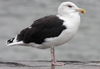 5825stavangergbbg.jpg (55334 bytes)