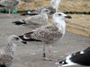 8902j43a.jpg (64885 bytes)