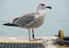 8902j43a.jpg (64885 bytes)