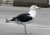 8471j52c.jpg (85052 bytes)