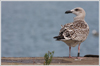 8471j52c.jpg (85052 bytes)