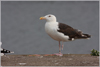 8471j52c.jpg (85052 bytes)