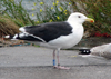 8471j52c.jpg (85052 bytes)