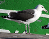 8471j52c.jpg (85052 bytes)