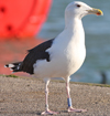 8902j43a.jpg (64885 bytes)